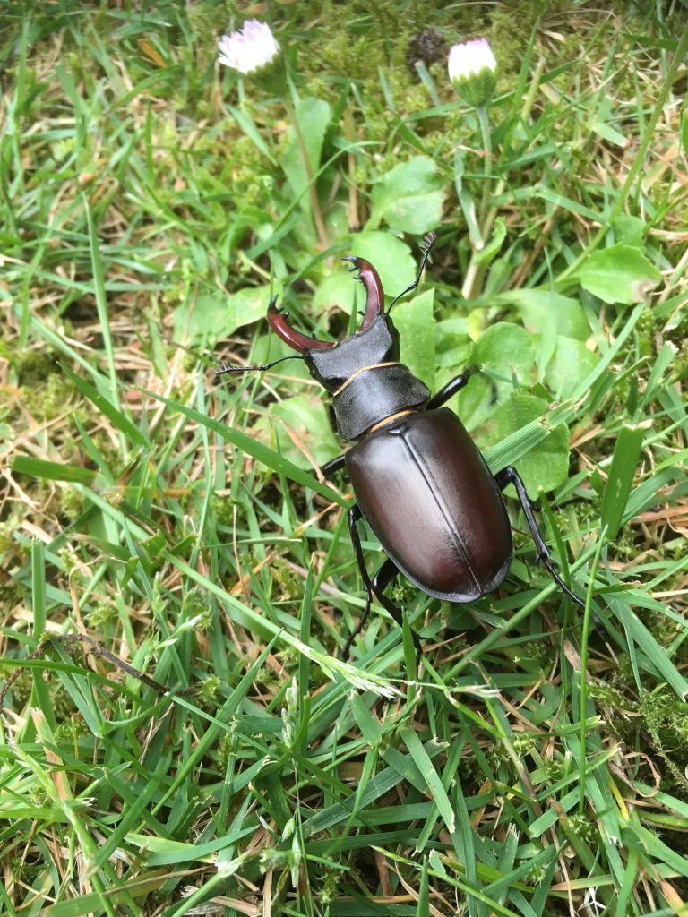 Male stag beetle 